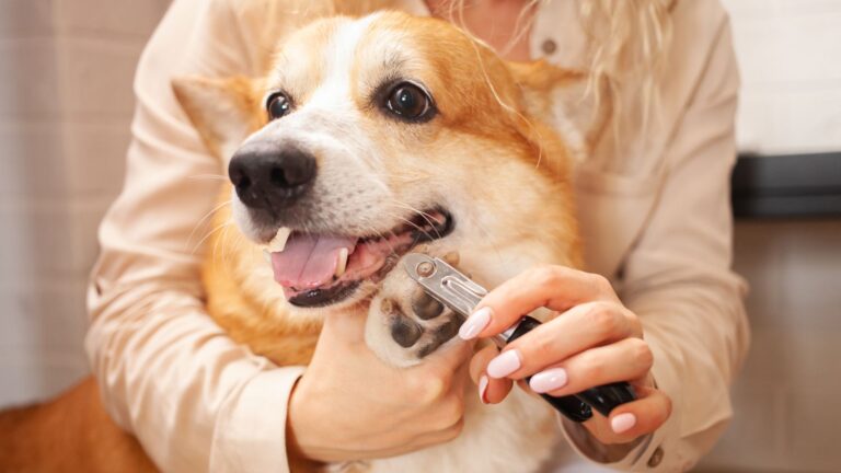 paw packets cara menggunting kuku anjing dengan benar di rumah
