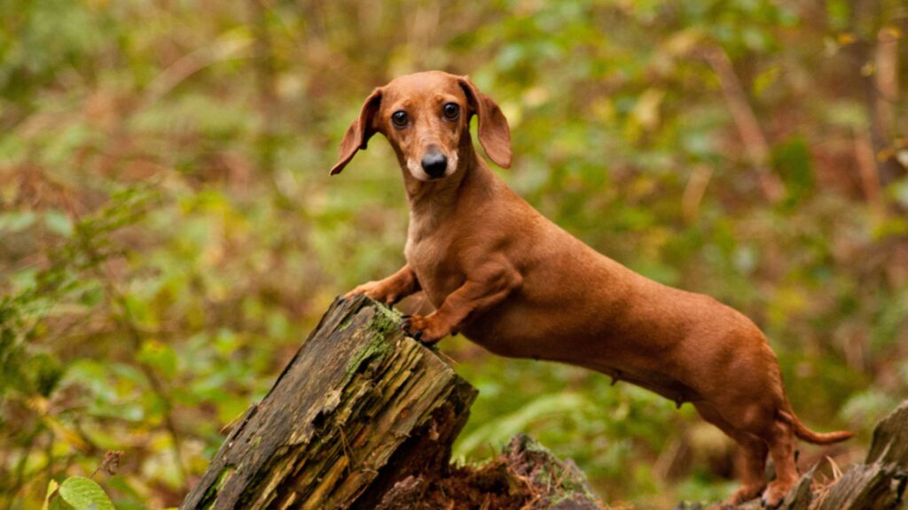 paw packets ras anjing dachshund sifat, karakteristik, dan perawatan