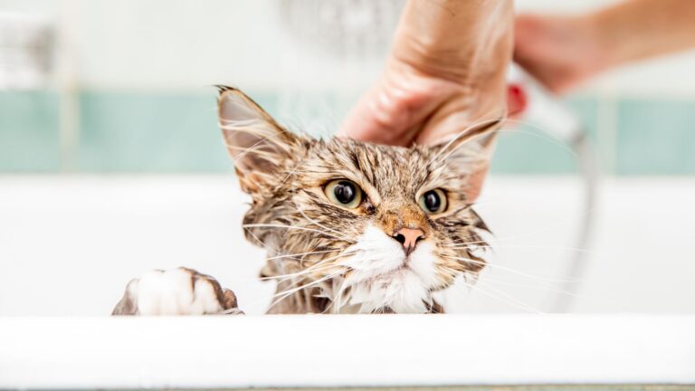 cara memandikan kucing dengan benar di rumah paw packets