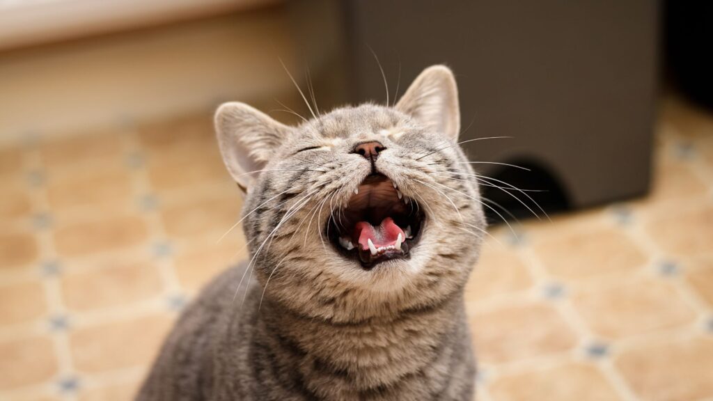 paw packets cara mengatasi kucing mengeong di malam hari