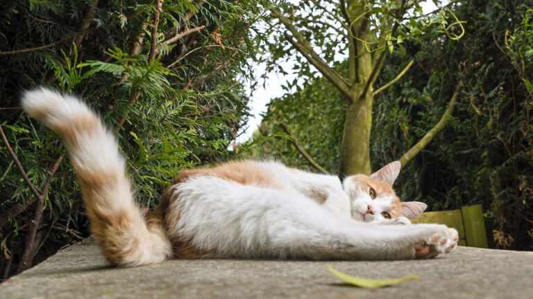 paw packets arti gerakan ekor kucing