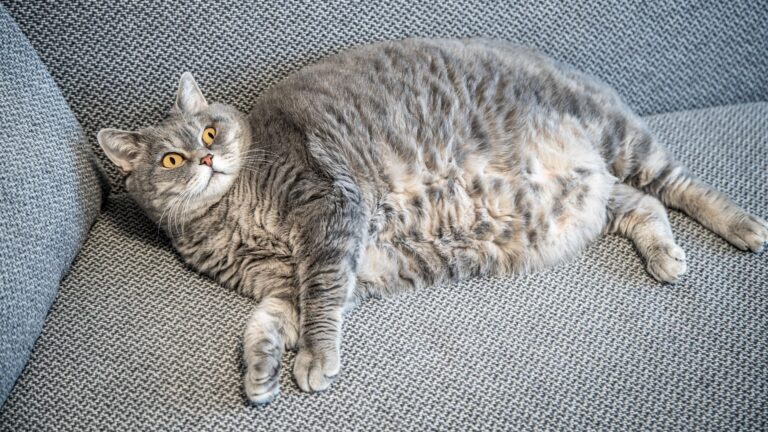 paw packets cara mencegah dan mengatasi obesitas pada kucing