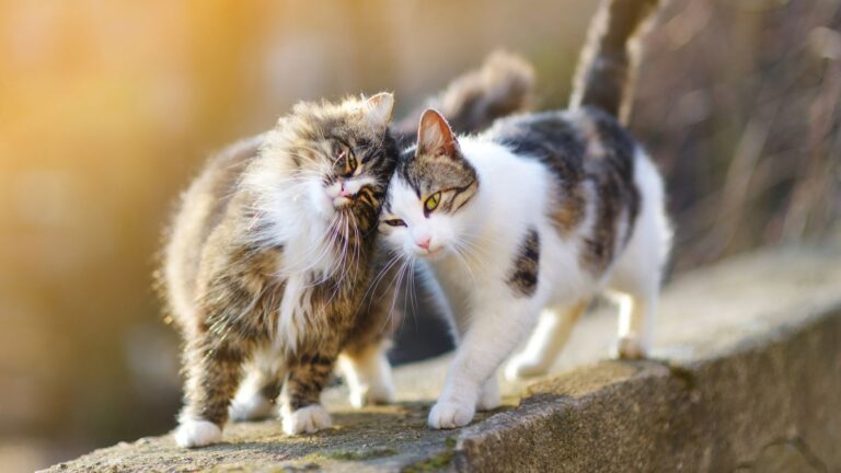 perbedaan perawatan grooming kucing bulu panjang dan bulu pendek