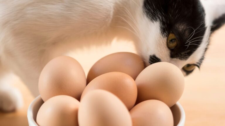 paw packets apakah kucing bisa makan telur