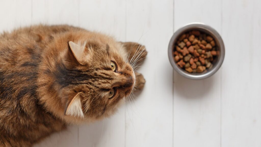 apakah kibble makanan kering aman untuk kucing