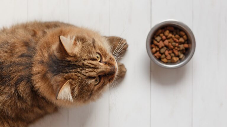 apakah kibble makanan kering aman untuk kucing