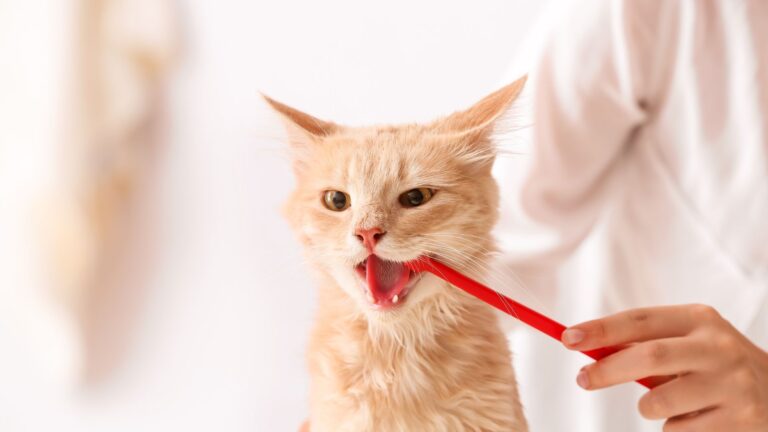 paw packets cara membersihkan dan menyikat gigi kucing dengan benar