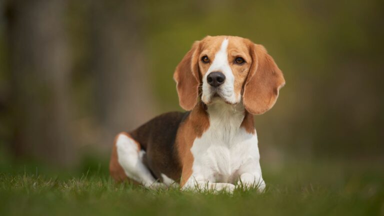 beagle sifat karakteristik dan perawatan