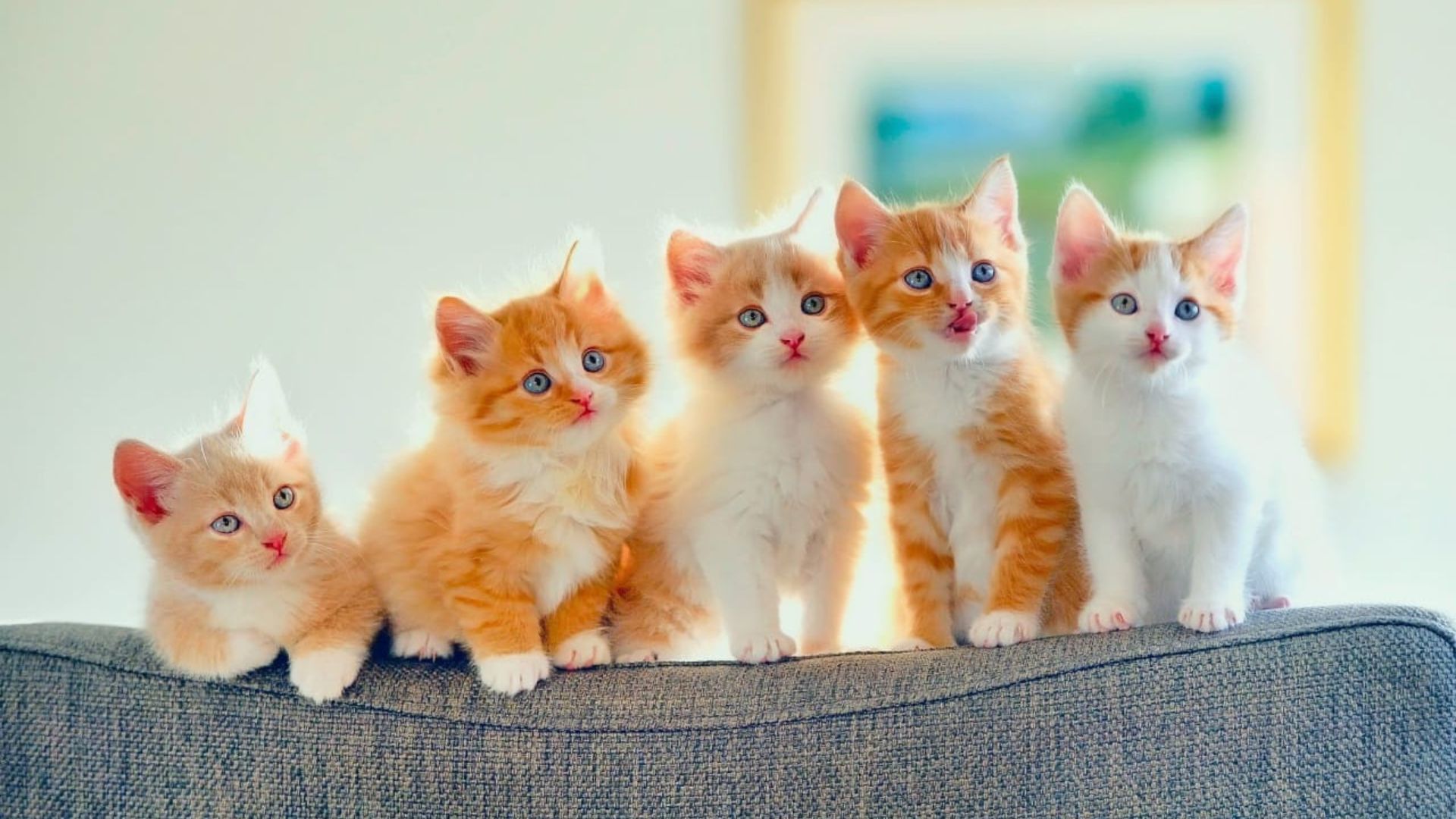 paw packets blog kesehatan dan nutrisi, perilaku, perawatan dan ras kucing