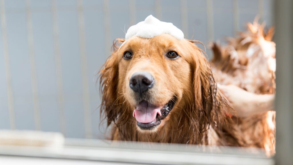 paw packets cara memandikan anjing dengan benar di rumah