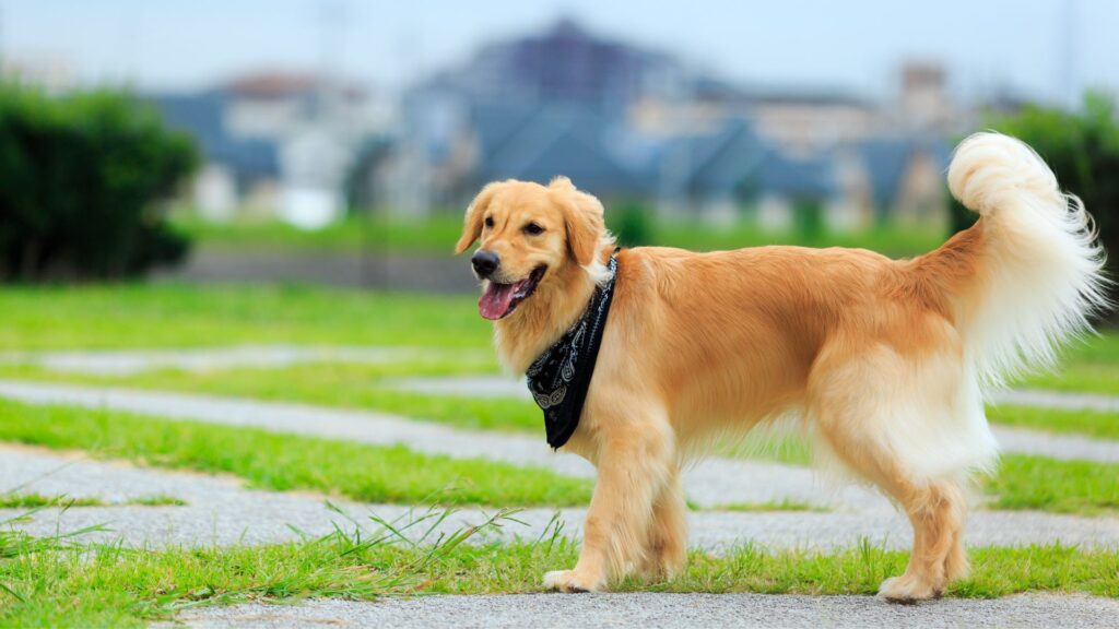 paw packets penampilan anjing golden retriever