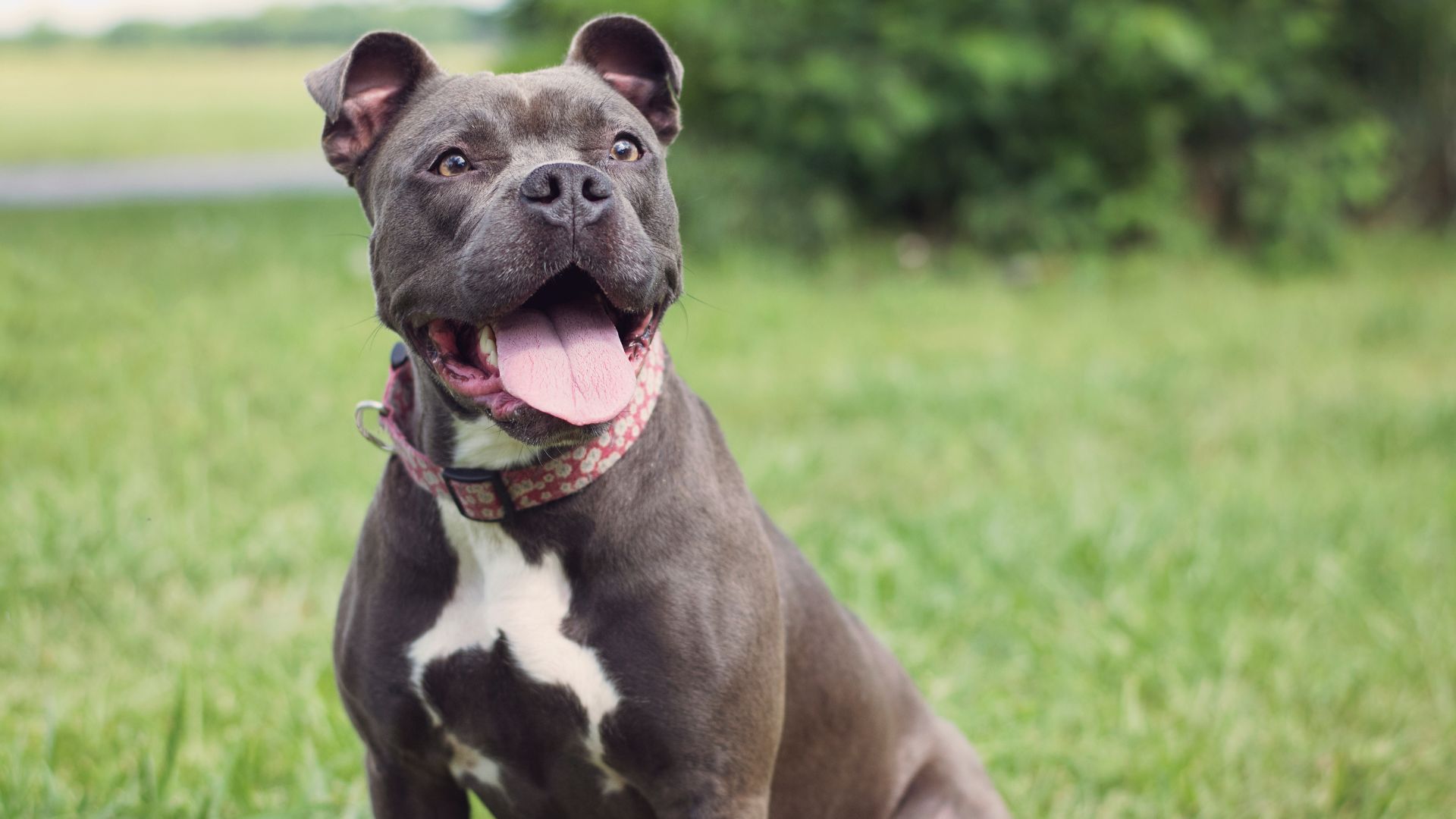 paw packets manfaat makanan raw food untuk anjing 2