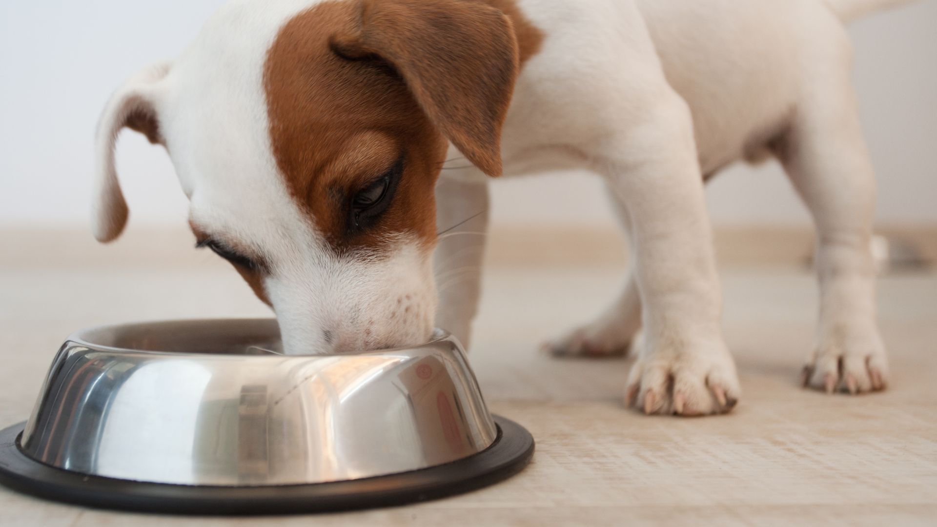 paw packets manfaat makanan raw food untuk anjing 5