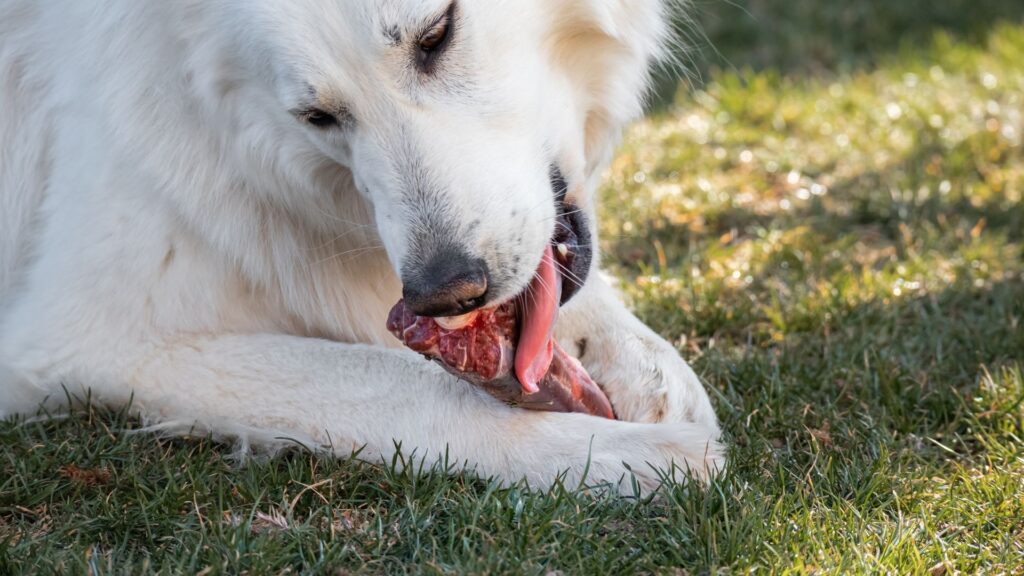 paw packets manfaat raw food untuk Anjing