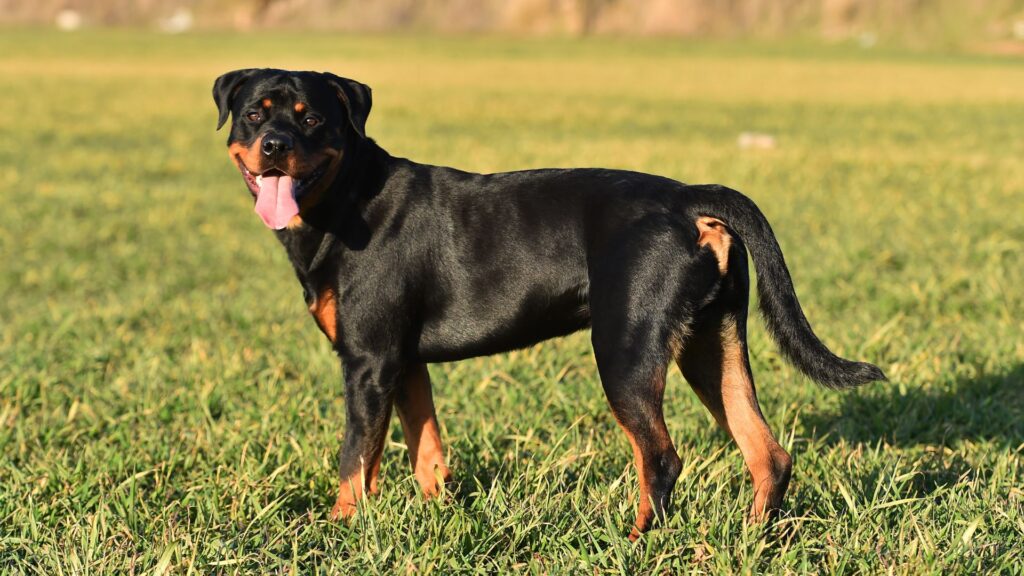 penampilan anjing rottweiler