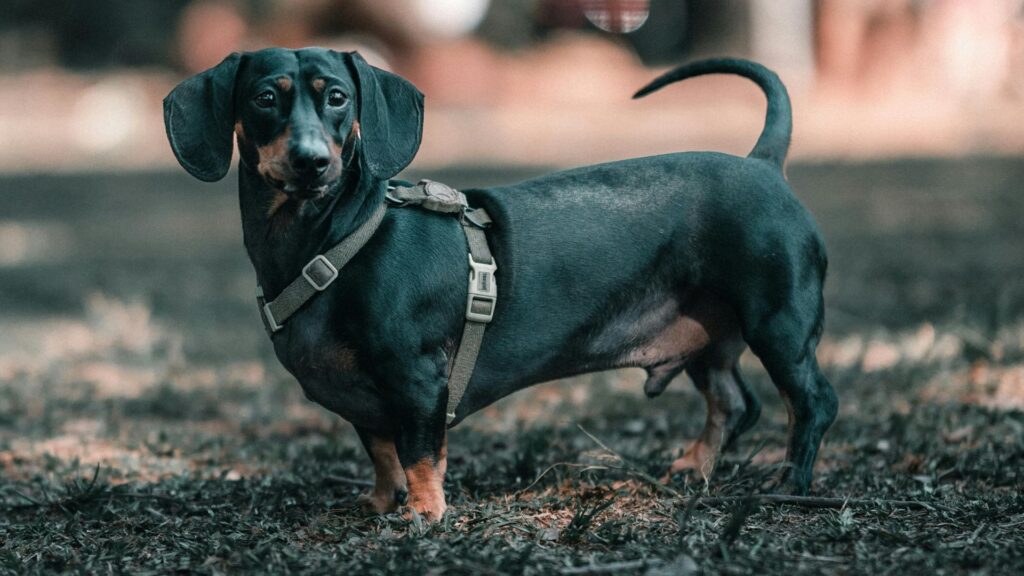 penampilan anjing ras dachshund